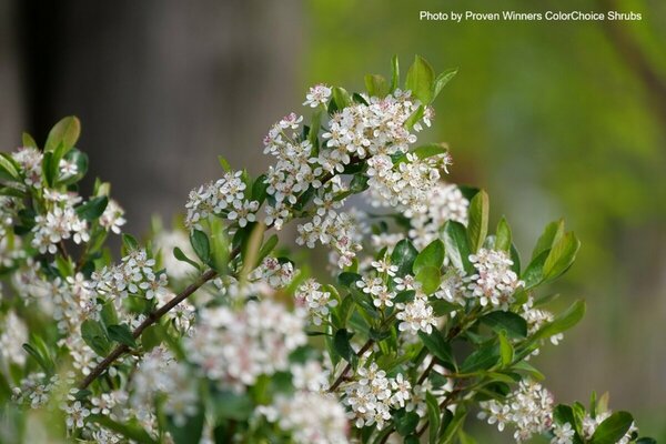 Aronia melano - 'Ground Hug'® Chokeberry (PW) 2 gal PW