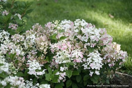 Hydrangea pan. - 'Little Quick Fire'® (PW) 2 gal PW - image 2