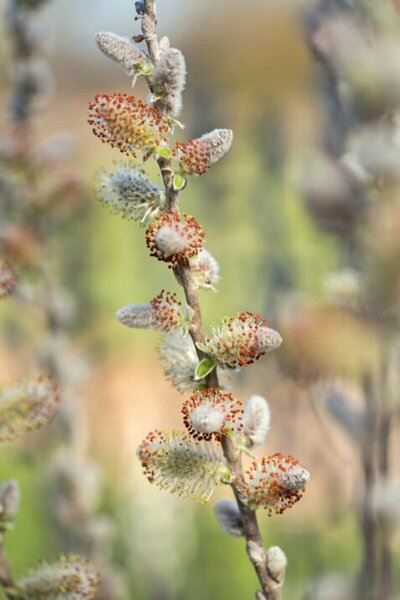 Salix candida - 'Iceberg Alley'® Sageleaf Willow (FE) 2 gal FE - image 2