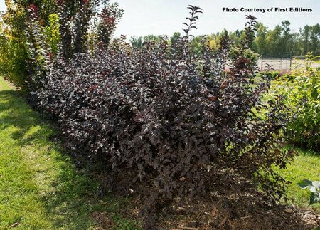 Physocarpus - 'Fireside'® Ninebark (FE) 1 1/2gal FE - image 3