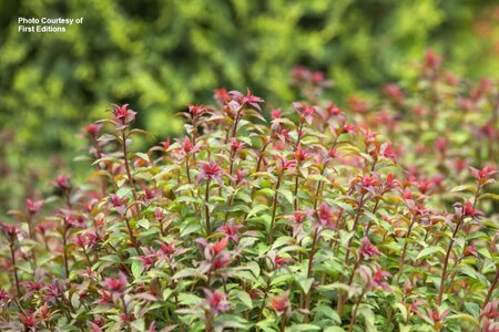 Spiraea x bumalda - 'Superstar'™ (FE) 1 1/2gal FE - image 1