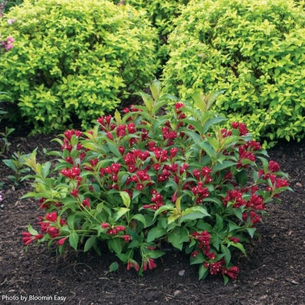 Weigela - 'Maroon Swoon'® (BE) 1 1/2gal 8" BE