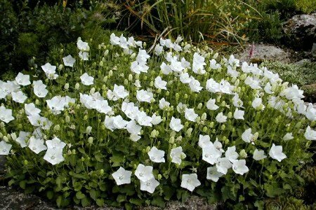 Campanula carp. - 'White Clips' Bellflower 1 gal outdoor