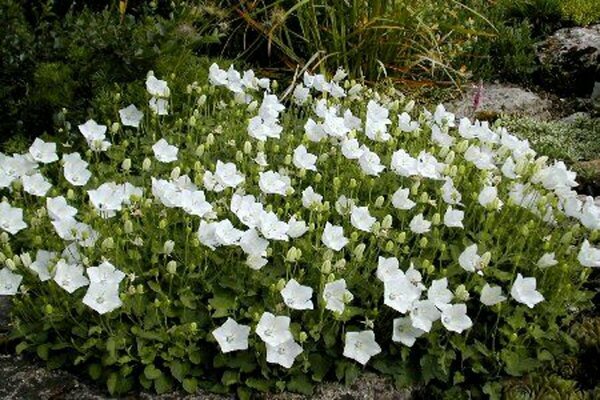 Campanula carp. - 'White Clips' Bellflower 1 gal outdoor