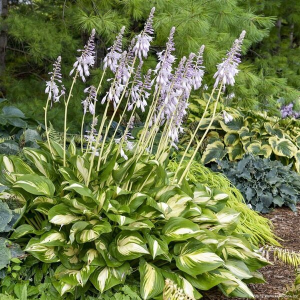 Hosta Shadowland® - 'Miss America' (PW) 1 gal