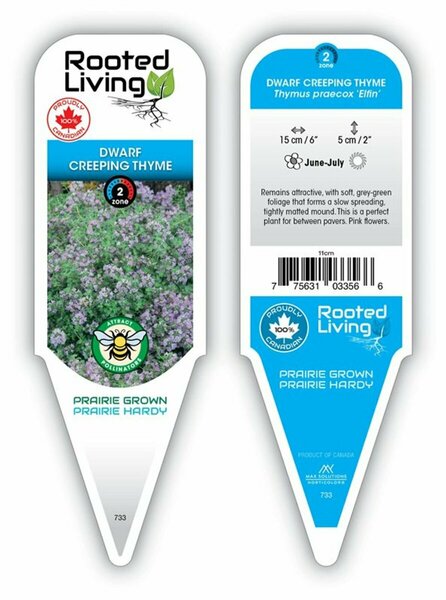 Thymus praecox 'Elfin' - Dwarf Creeping Thyme 9 cm (3.5")