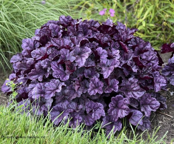 Heuchera - Dolce® 'Wildberry' Coral Bells (PW) 1 gal