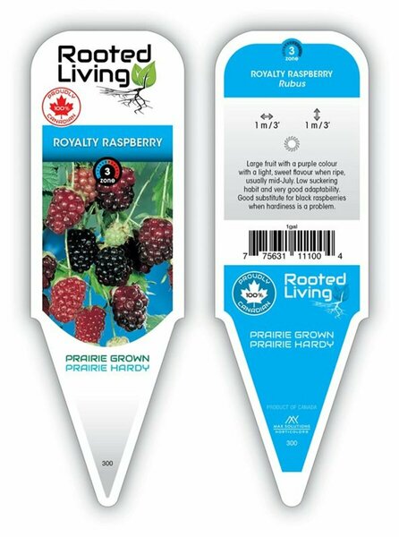 Rubus - 'Royalty' Purple Raspberry 1 gal
