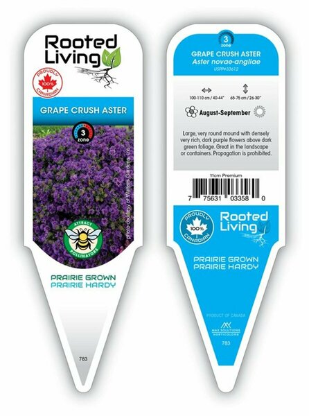 Aster - 'Grape Crush' Aster 1 gal