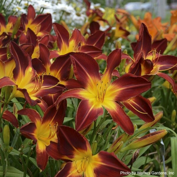 Hemerocallis - 'Ruby Spider' Daylily (PW) 1 gal