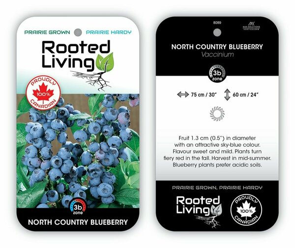 Vaccinium - 'Northcountry' Blueberry 1 gal