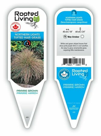 Deschampsia cespitosa - 'Northern Lights' Tuft Hair Grass 1 gal