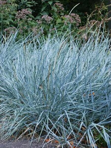 Elymus arenarius - 'Blue Dune' Wheatgrass 1 gal - image 1