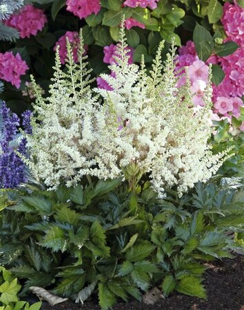 Astilbe chinensis - 'Vision in White' 1 gal - image 1