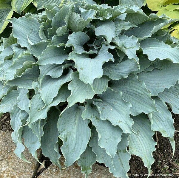 Hosta - 'Dancing with Dragons' [Blue] 1 gal