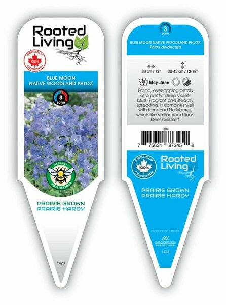 Phlox div. - 'Blue Moon' Native Woodland Phlox 1 gal
