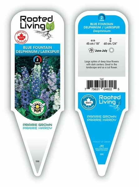 Delphinium - 'Blue Fountain' Larkspur 9 cm (3.5")
