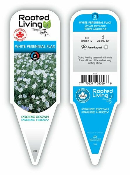 Linum - 'White Diamond' Perennial Flax 9 cm (3.5")