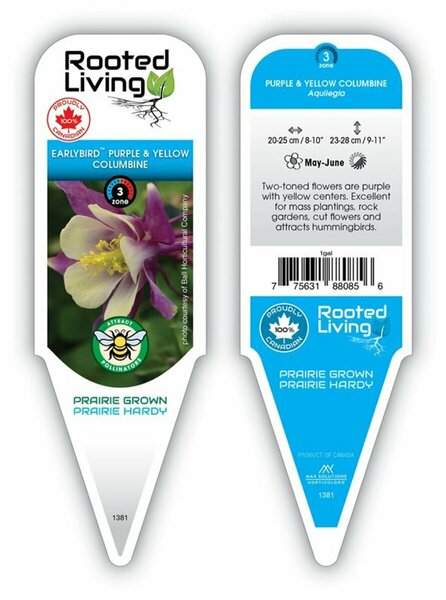 Aquilegia - Earlybird™ Purple-Yellow Columbine 1 gal