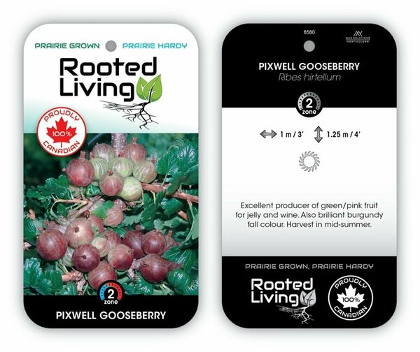 Ribes - 'Pixwell' Gooseberry RP38deep