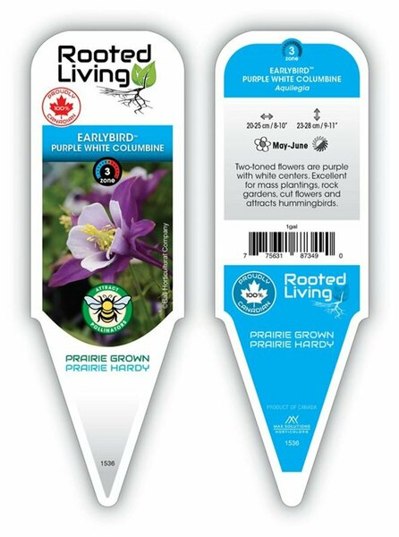 Aquilegia - Earlybird™ Purple-White Columbine 1 gal