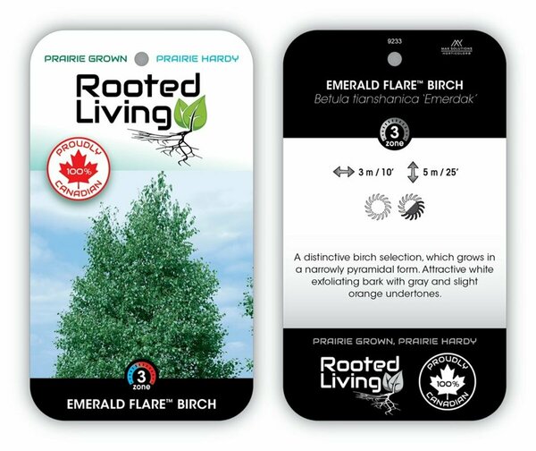Betula tian. 'Emerdak' - 'Emerald Flare' Birch 7 gal