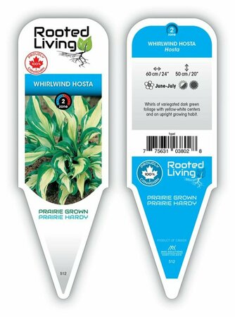 Hosta - 'Whirlwind' - [Gr/Yl-Wh] 1 gal outdoor