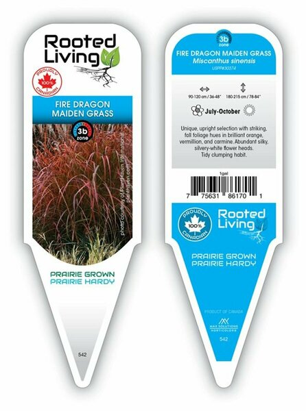 Miscanthus sin. - 'Fire Dragon' Maiden Grass 1 gal outdoor