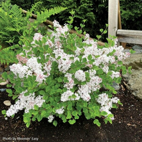 Syringa meyeri palibin - White 'Pearl Potion' Lilac (BE) 2 gal BE - image 1