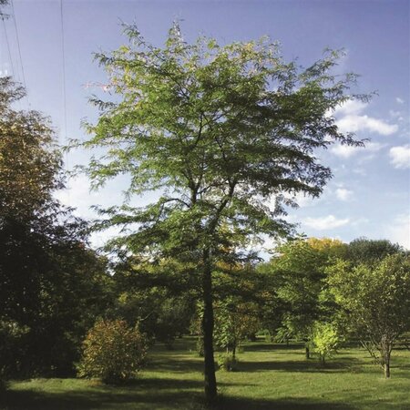 Gleditsia tri. - 'Prairie Silk' Honeylocust 15 gal - image 1
