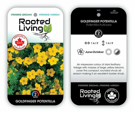 Potentilla - 'Goldfinger' 2 gal