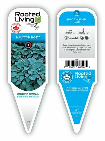Hosta - 'Halcyon' [Bl-Gr] 1 gal outdoor