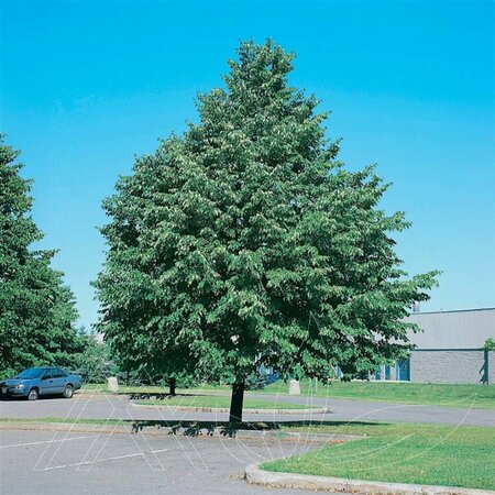 Tilia x flavescens - 'Dropmore' Linden 10 gal - image 1
