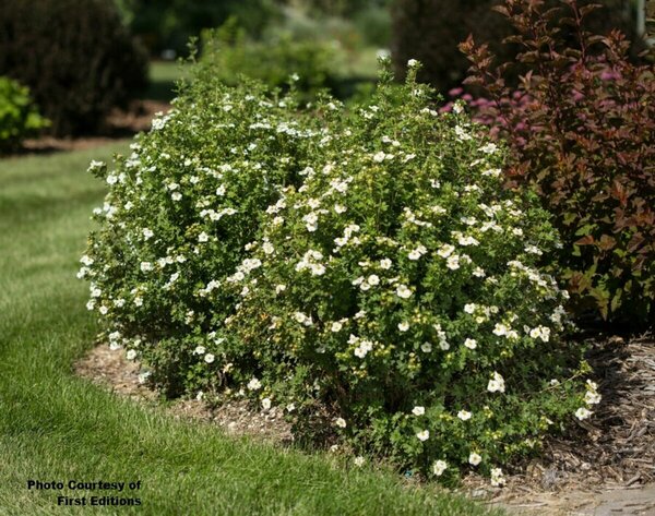Potentilla - 'Crème Brûlée'™ (FE) 2 gal FE - image 2