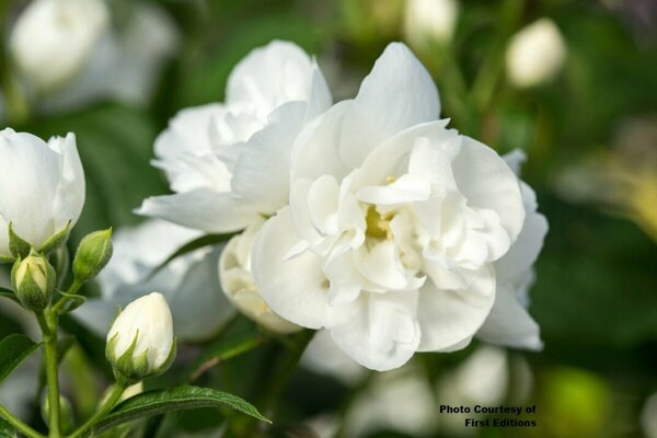 Philadelphus - 'Snow White'™ Mockorange (FE)  2 gal FE - image 2