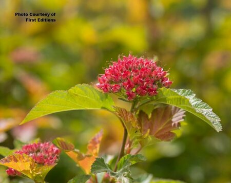Physocarpus - 'Amber Jubilee'® Ninebark (FE) 2 gal FE - image 3