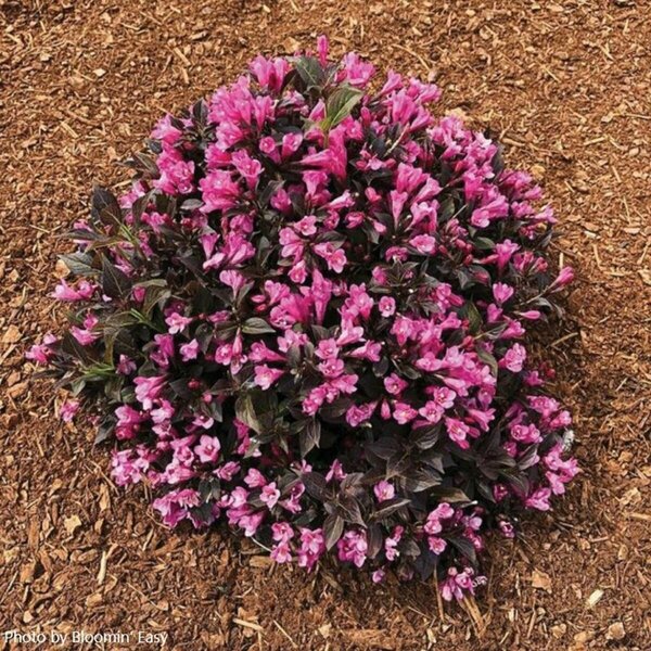 Weigela - 'Stunner'® (BE) 2 gal BE - image 2