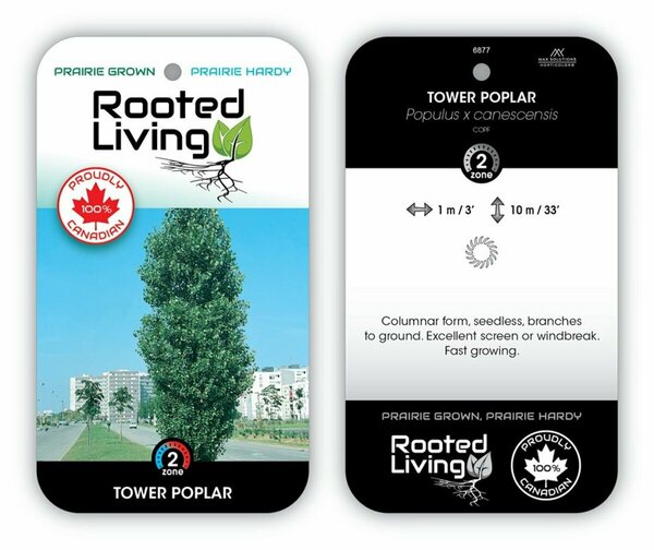 Populus x canescens - 'Tower' Poplar 7 gal - image 2