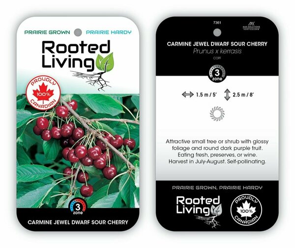 Prunus x ker. - 'Carmine Jewel' Dwarf Sour Cherry 1 gal - image 2