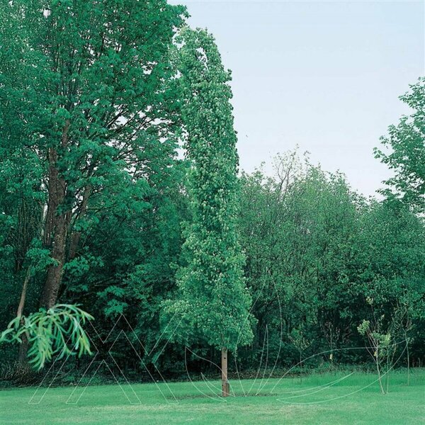 Populus tremula 'Erecta' - Swedish Aspen 2 gal - image 2