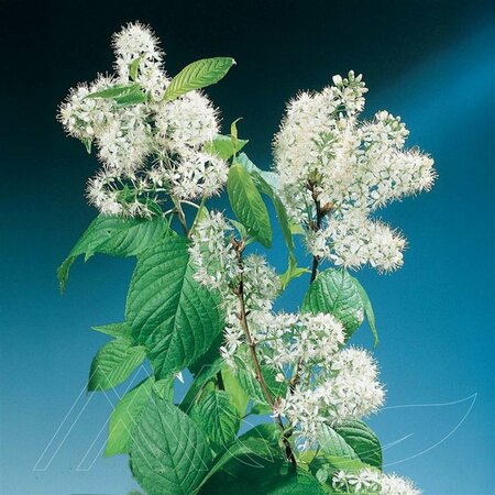 Prunus maackii - 'Klondike' Amur Cherry 10 gal - image 2