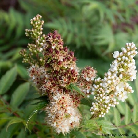 Sorbaria - 'Cherry On Top'™ False Spirea (BE) 5 gal - image 2