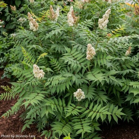 Sorbaria - 'Cherry On Top'™ False Spirea (BE) 5 gal - image 3