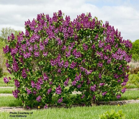 Syringa - 'Virtual Violet'® Lilac (FE) 2 gal FE - image 1
