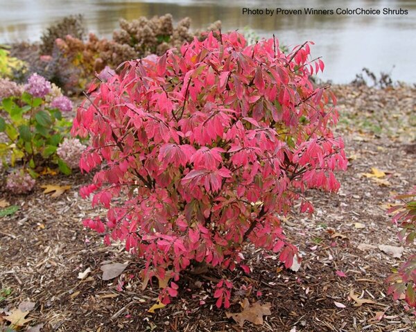 Euonymus 'Fireball Seedless' (PW) 2 gal PW