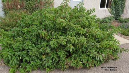 Cornus sericea - 'Firedance'™ Dogwood (FE) 2 gal FE - image 1