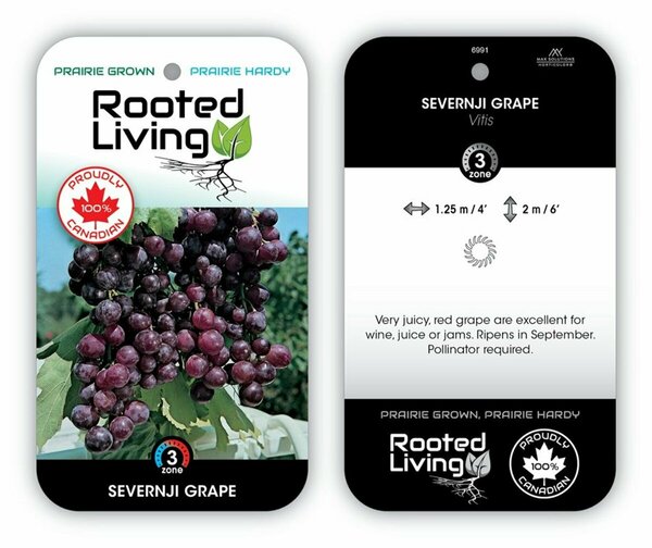 Vitis - 'Severnji' Red Grape 2 gal outdoor