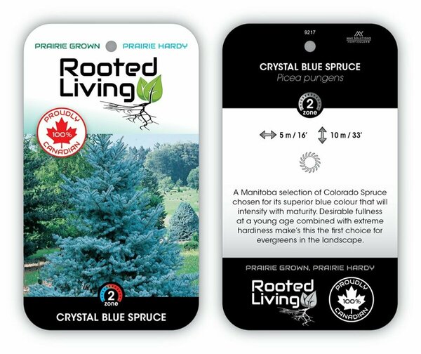 Picea pungens - 'Crystal Blue' Spruce 1 gal