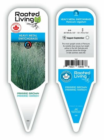 Panicum virgatum - 'Heavy Metal' Switch Grass 1 gal outdoor