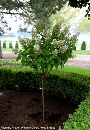 Hydrangea pan. - 'Pinky Winky'® (PW) 5 gal std - image 2